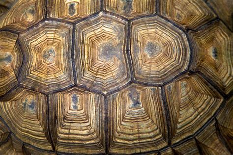 Image result for Turtle Shell Back Muscles