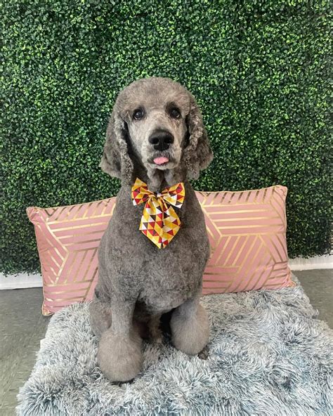 Dog Grooming | The Dapper Dog Spaw | Huntsville, AL