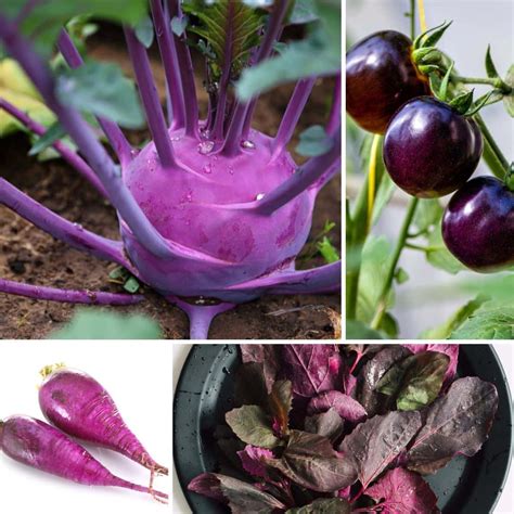 Purple Vegetables Fresh Ripe Special Purple Sweet Bell Paprika Healthy