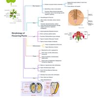 Mind Map: Morphology of Flowering Plants - NEET PDF Download