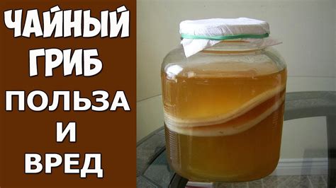 Чайный гриб - Лечебные свойства и польза для здоровья