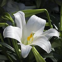 Buy DermaSAGE Phyto Ceramide Barrier Protect Gel Crème|Lotus Professional