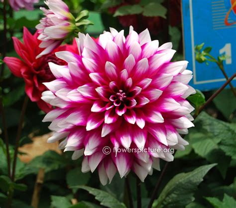 Dahlia varieties gallery