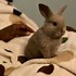 Image result for Holland Lop Bunny Plush