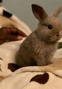 Image result for Holland Lop Male Squirrel