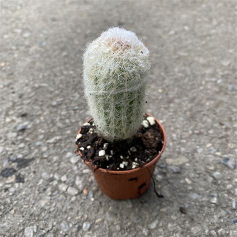 “Old Man” Cactus (Espostoa) › Anything Grows