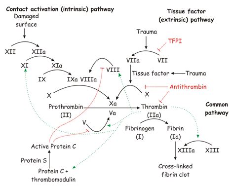 Image result for Coapulation in Humans