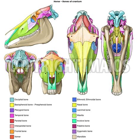 Horse - Bones of cranium (Occipital bone, Temporal bone, Parietal bone...) | Horse bones, Horse ...