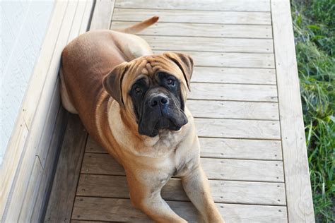 Full Grown Bullmastiff