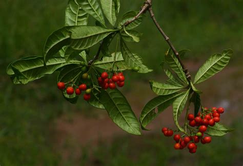 Flora of Mozambique: Species information: individual images: Rauvolfia mombasiana - family of rauwolfia
