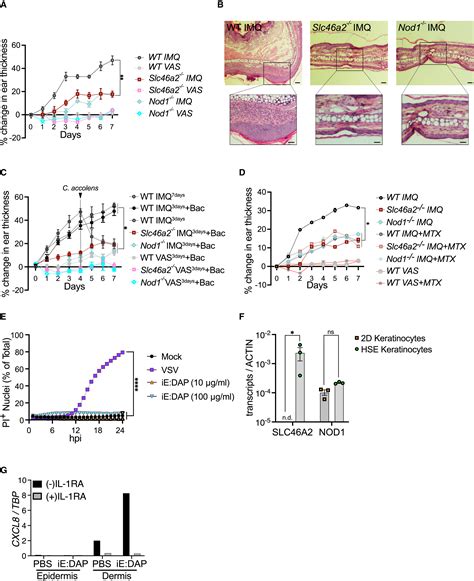 Slc46 Structure 的图像结果