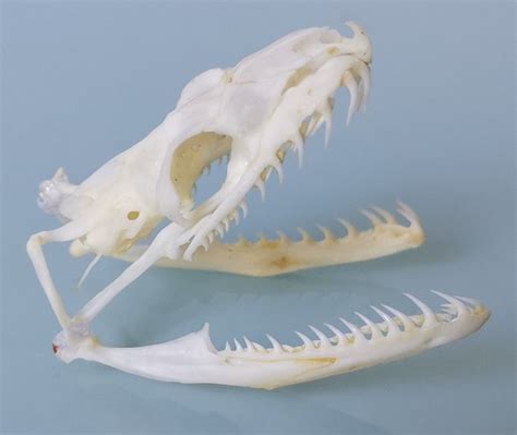 Image result for Reticulated Python Skull