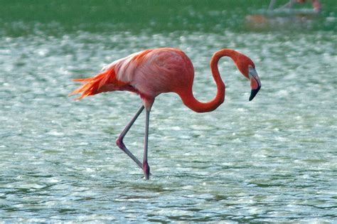 Flamingo Google Classroom Code 的图像结果