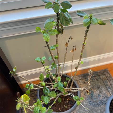 Image result for Hibiscus Root System