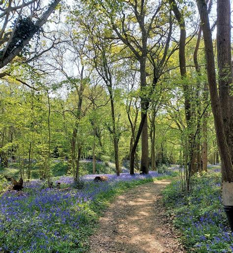 Mothers Afternoon: Cacao Circle & Aromatherapy Hand Massage , Stanmer ...