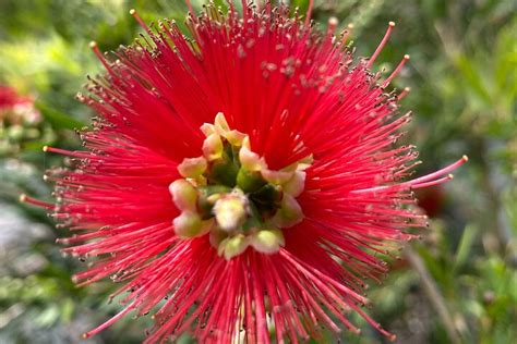 NATIVES 'R' US NURSERY (2025) All You Need to Know BEFORE You Go (with ...