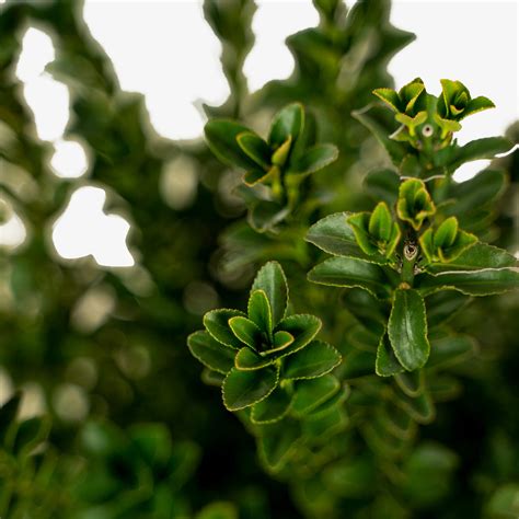 Green Spire Euonymus For Sale Online | The Tree Center