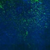 Visikol® HISTO™ Permeabilization Buffer | Sigma-Aldrich