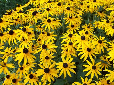 12 Beneficial Plants That Attract Dragonflies To The Garden • Insteading