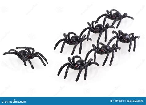 Big black spiders. stock image. Image of fall, halloween - 11493301