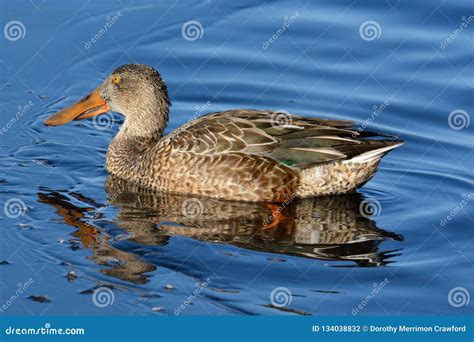 Northern Shoveler Duck Hen in Winter Lake Stock Photo - Image of ...