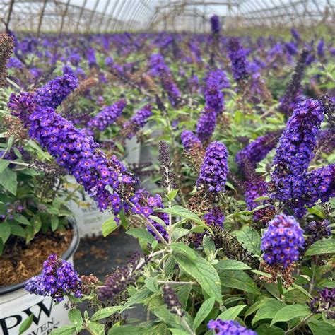 Pugster Blue® Dwarf Butterfly Bush - 3 Gallon Pot - Walmart.com