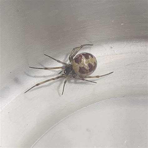 Cobweb Spider