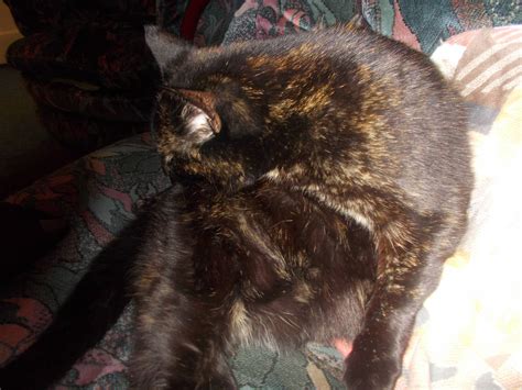 Image result for Pickle Script Kat