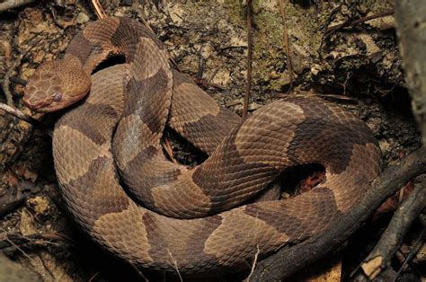 Snakes of North Carolina | Flickr