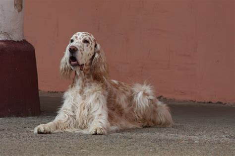 Image result for Spectrogram Hidden
