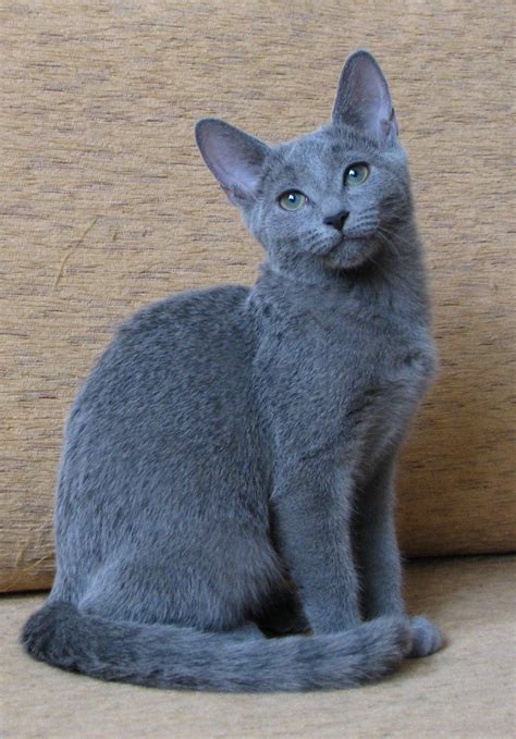 Russian 'blue' cat . | Russian blue cat personality, Cat breeds, Cat ...