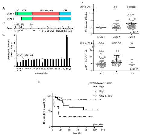 P120 Catenin Isoforms Differentially Associate with Breast Cancer ...