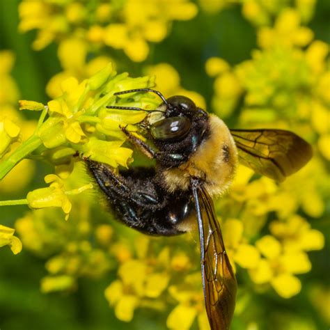 The eastern carpenter bee: an unloved nectar-robbing bee - Honey Bee Suite