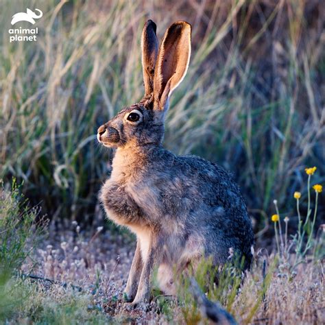 List Of 20 Animals With Big Ears (with Pictures) Animallot, 53% OFF