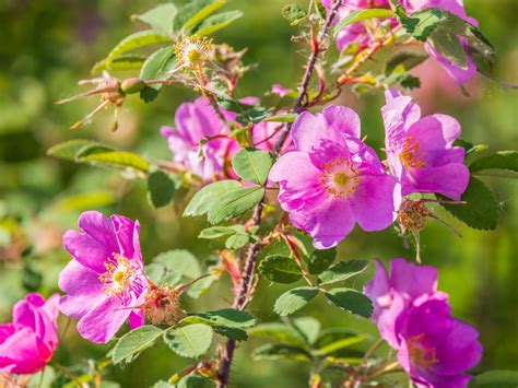 Flowers in Alaska | Travel Alaska