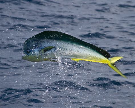 [100+] Mahi Mahi Pictures | Wallpapers.com
