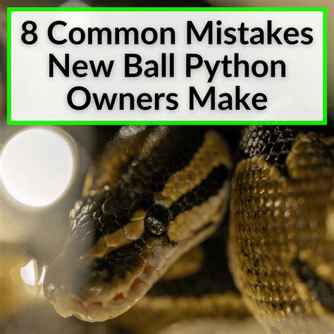 Image result for Ball Python Angry