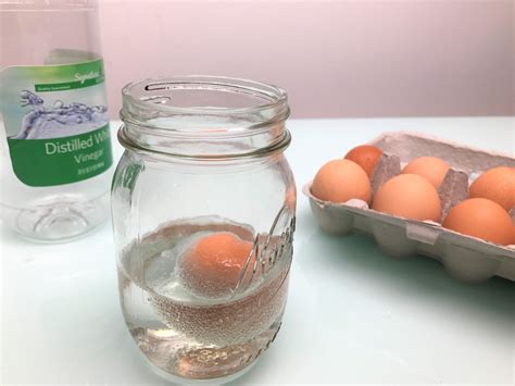Egg in Vinegar Experiment | Egg in vinegar, Egg experiments, Bouncy egg