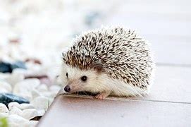Image result for CNN Image Recognition Python