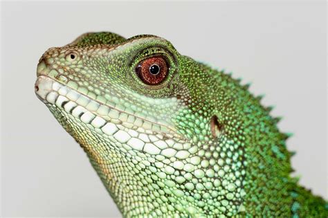 Image result for Reptiles Predators