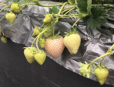 露天草莓苗的种植及管理方法 露天草莓种植各阶段管理要点_知秀网
