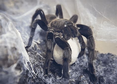 All You Need to Know About Tarantula Molting and Care | Spiders Web HQ