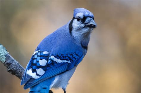 Fotos de Passaro azul png - Baixe fotos grátis de alta qualidade | Freepik