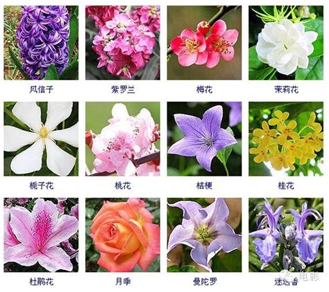 快收好！100种花卉图谱，让你啥花都能叫上名_花朵_海棠_开花