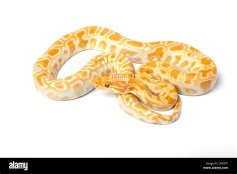 Image result for Python Bivittatus