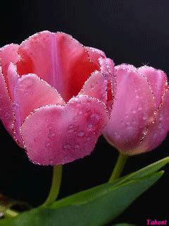 Image result for Tulips Flower Using Python