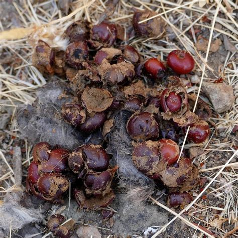 Coyote Poop Recipe