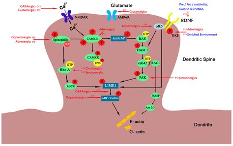 Impact of Pharmacological and Non-Pharmacological Modulators on ...