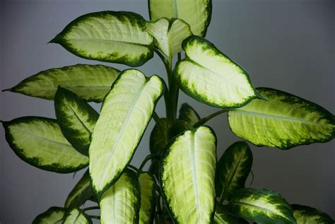 Tropical House Plants Temperature at Patrick Drago blog