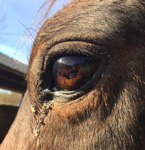 Horse Black Eye at Edwin Snider blog